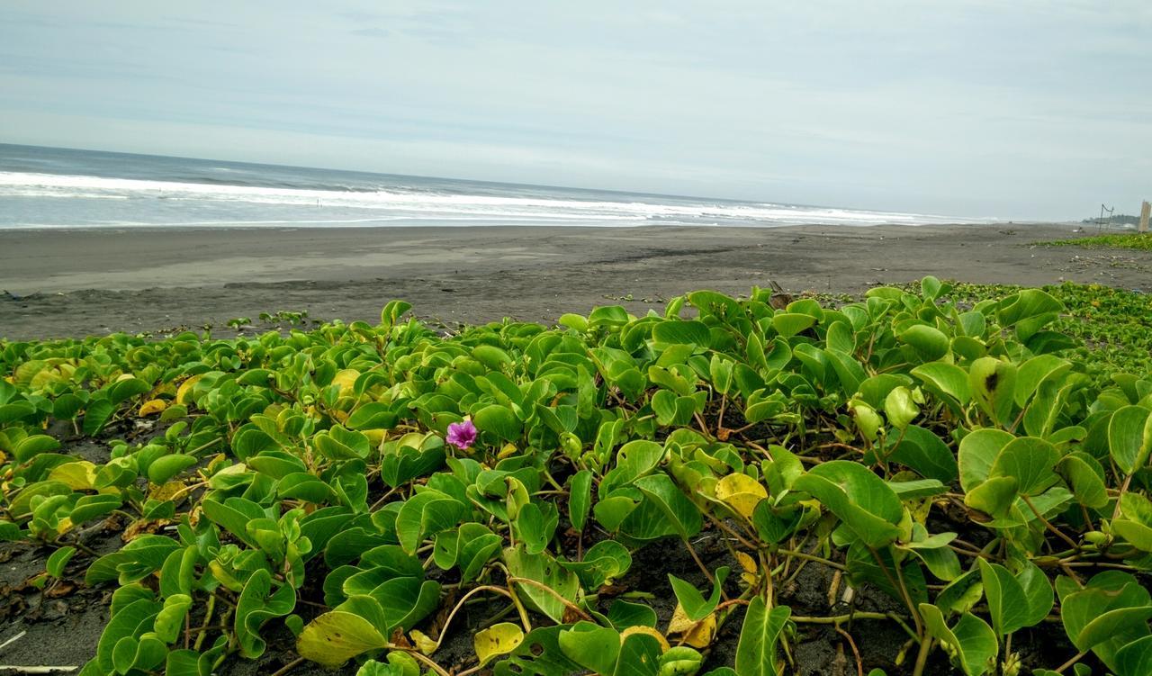Eco-Hotel Playa Quilombo Las Lisas Ngoại thất bức ảnh