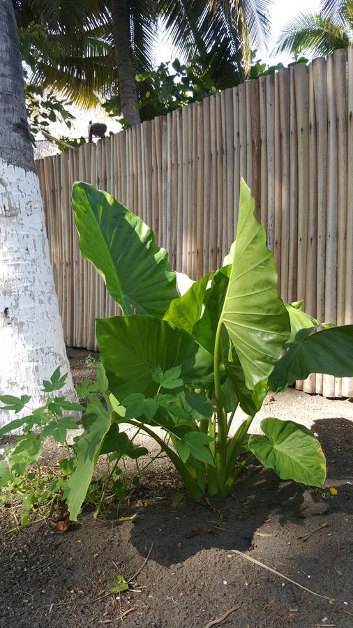 Eco-Hotel Playa Quilombo Las Lisas Ngoại thất bức ảnh